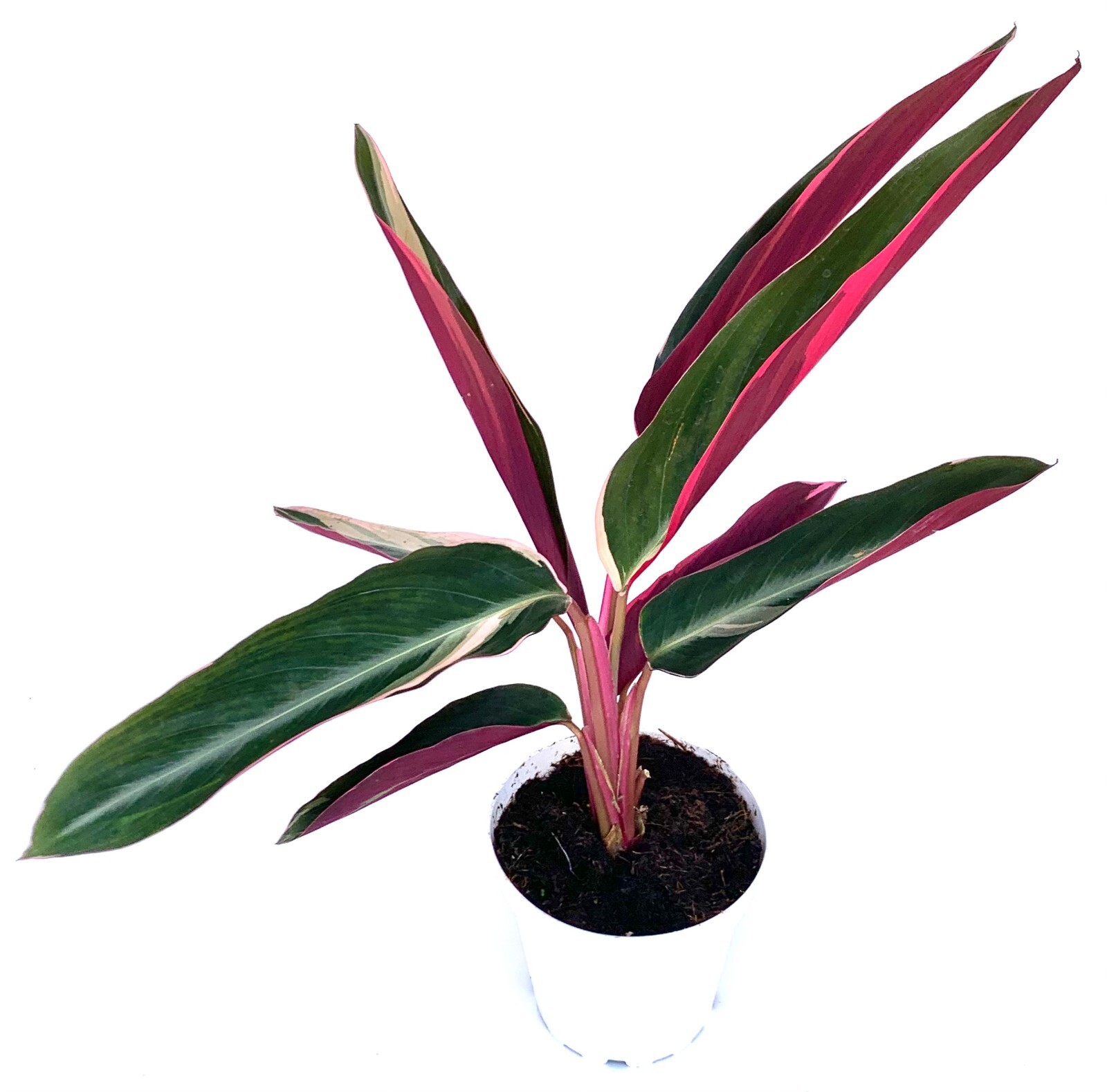Stromanthe Sanguinea Triostar Live Potted Houspleants Stromanthe Sanguinea Triostar Live Potted Houspleants