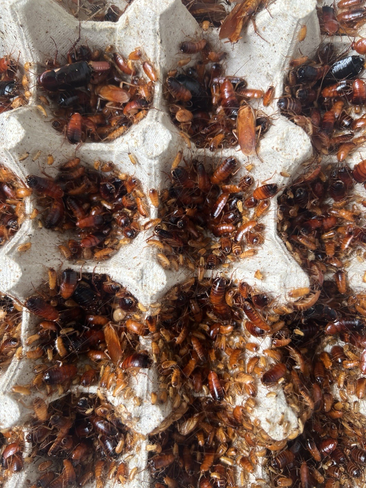 Red Runner Roaches (Blatta lateralis) Reptile Feeders Live Arrival Guaranteed