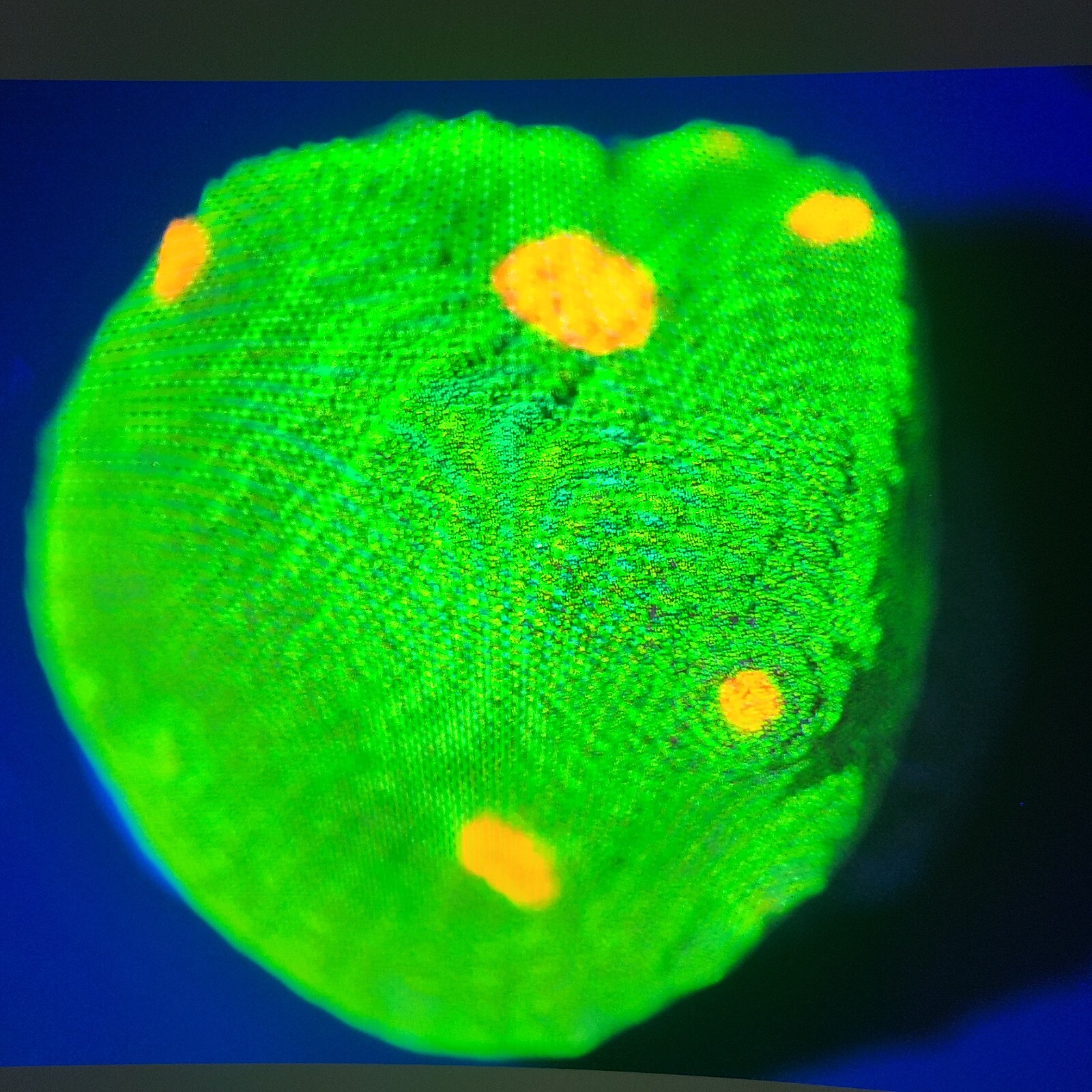 Corals of Eden ~ NON WYSIWYG Live Coral Frag ~  Space Invader Chalice ~ LPS