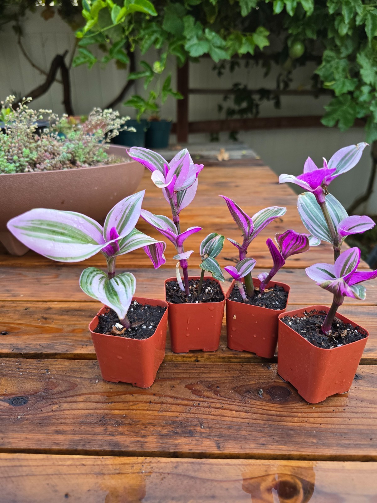 2 Rare Pink Tradescantia Nanouk Wandering Jew  Live Indoor Plants  in 2