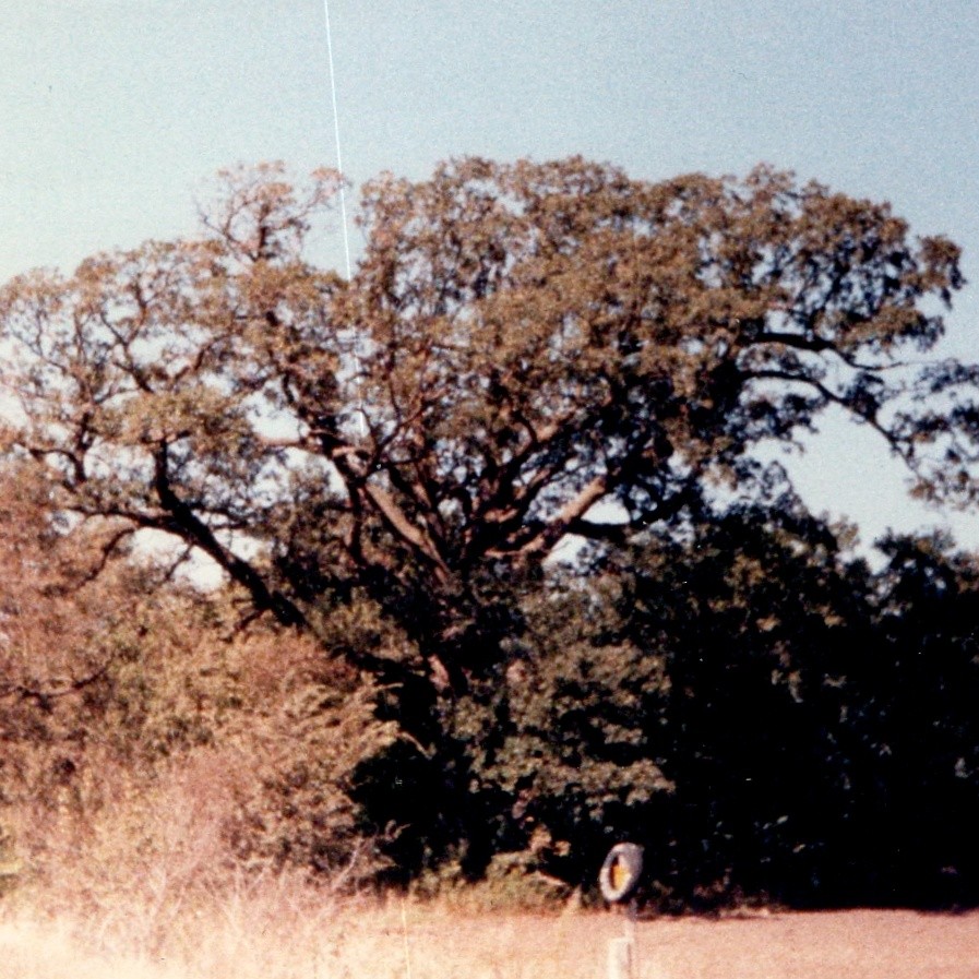 1984 Johnson, NE Largest Tree Landmark Snapshot Photo Roadside Foliage Branches