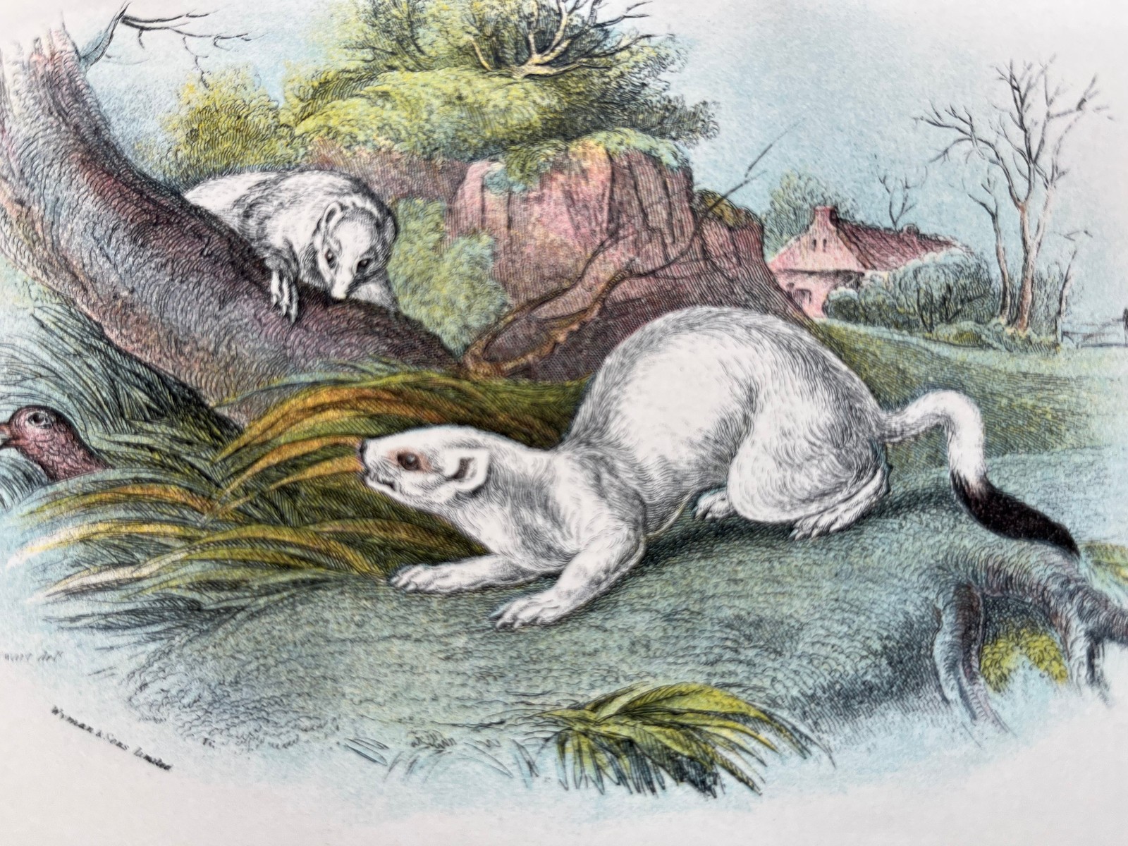 Antique chromolithograph of the Stoat in Winter Dress N256 1896