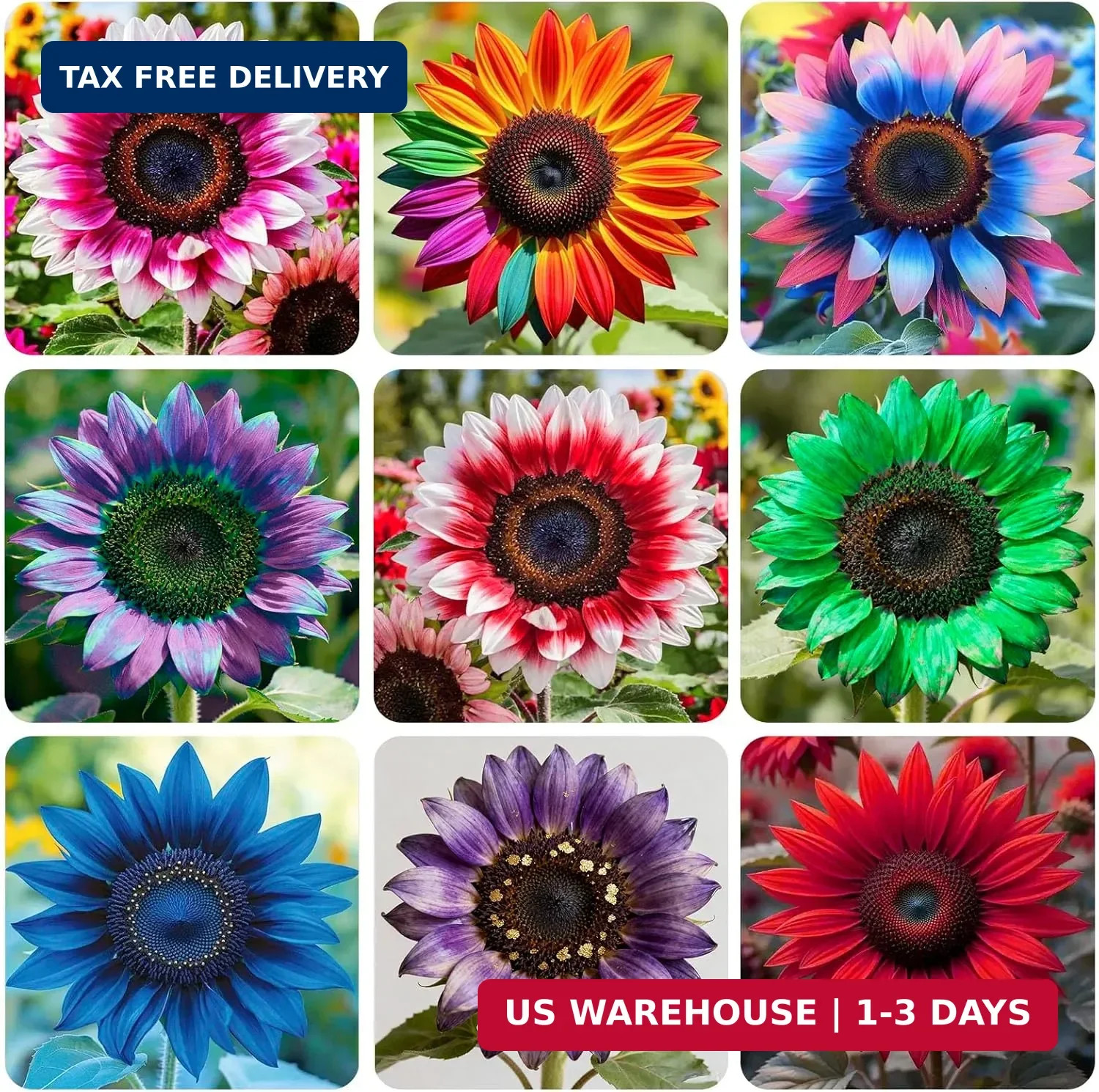 100+ Exotic Sunflower Seeds for Planting Rare Bright Sunflowers Non-GMO Heirloom