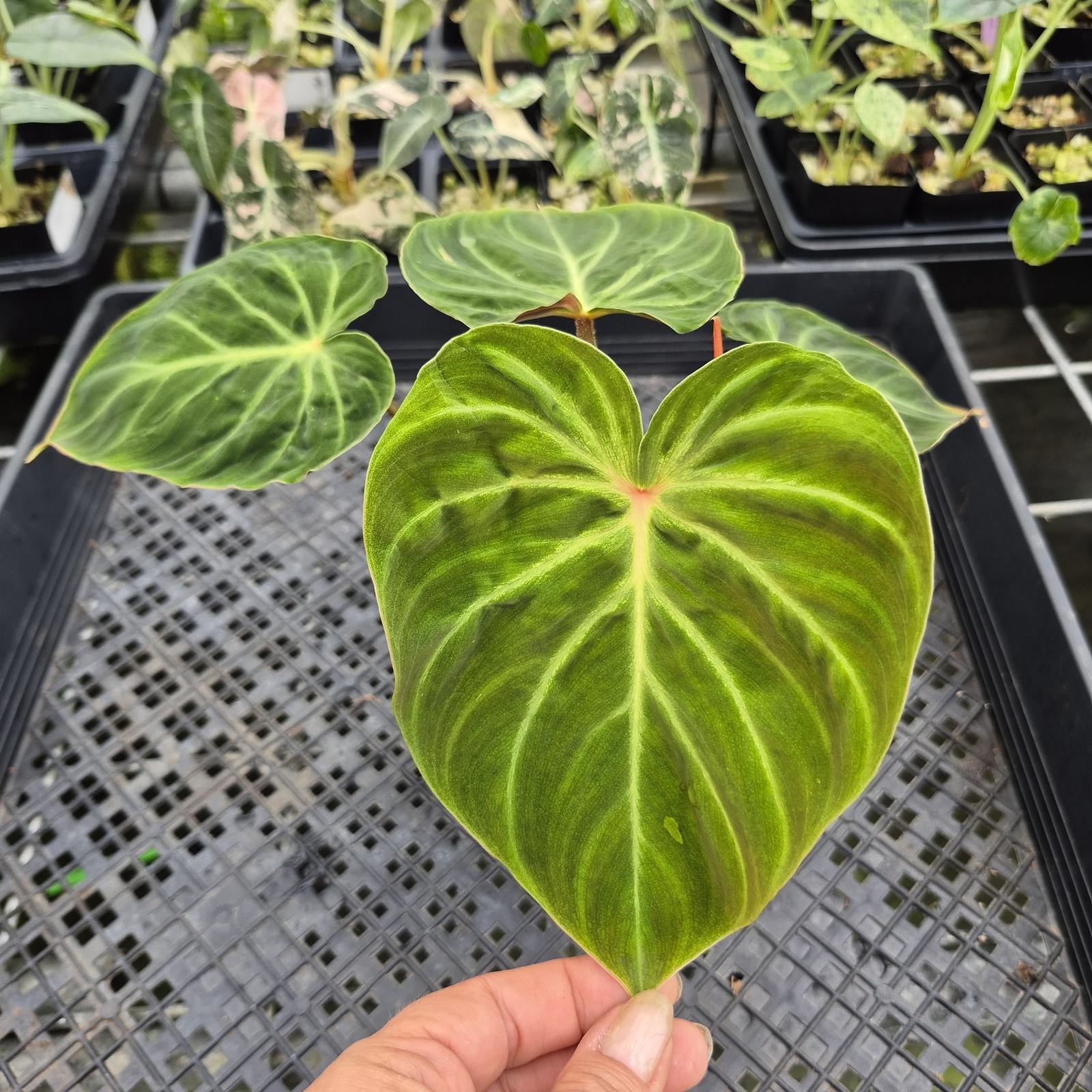 Philodendron Verrucosum Amazon Sunset exact plant, Fedex 2day* Philodendron Verrucosum Amazon Sunset exact plant, Fedex 2day*