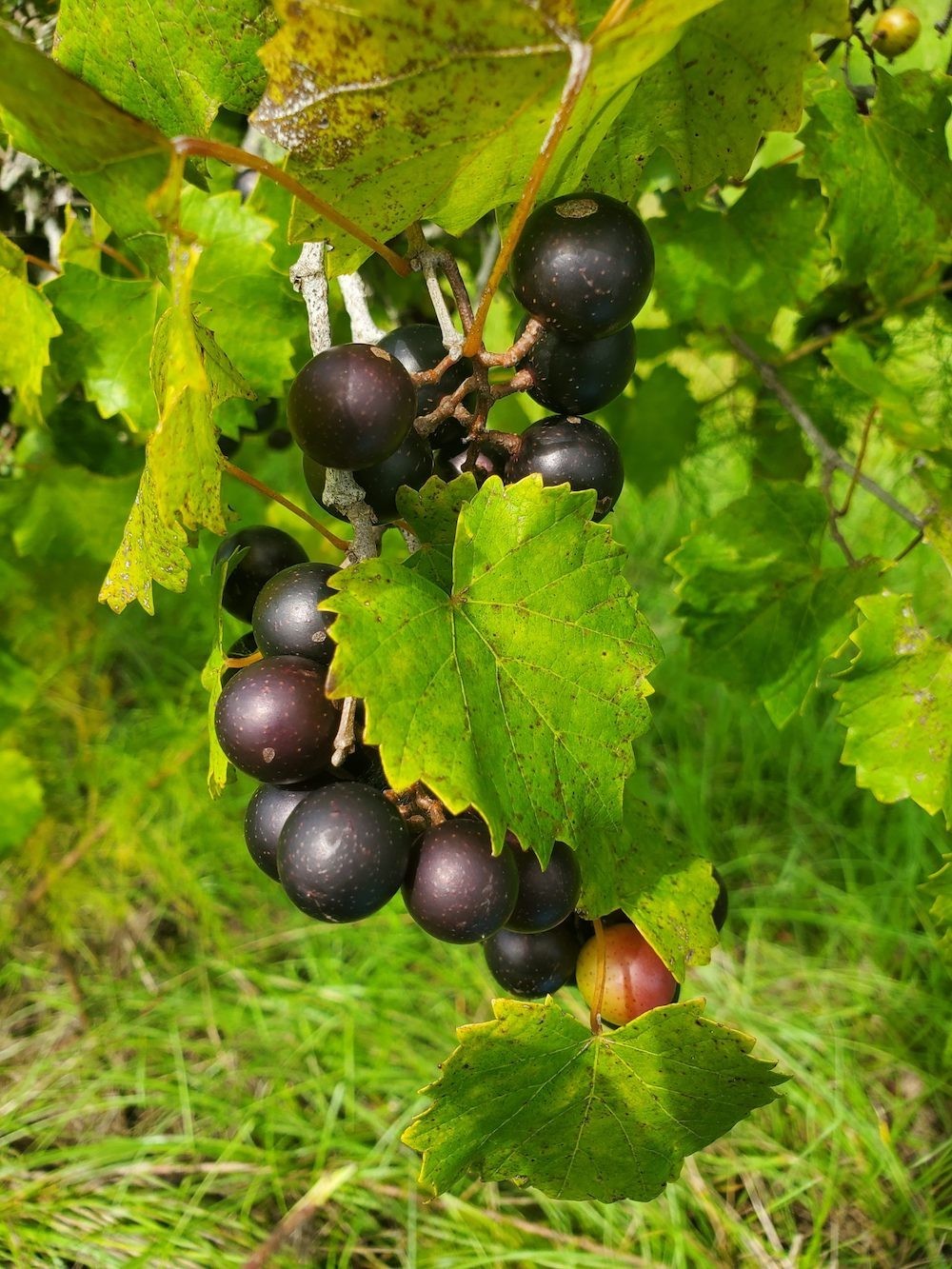5 \'Delicious\' Muscadine Grape Vine Vitis Rotundifolia Live Starter Plant