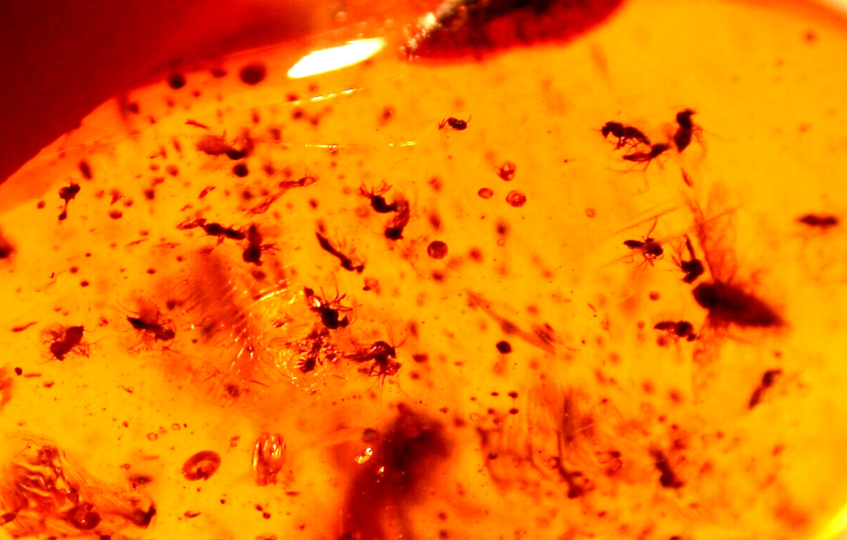SWARM 30 Blood Sucking Flies with Winged Ant in Dominican Amber Fossil Gem