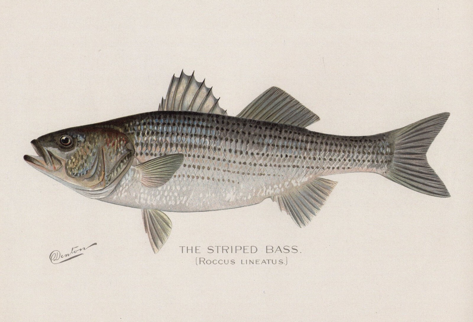S F Denton 1896 Striped Bass 13x19 Print Sporting Fishing Fish