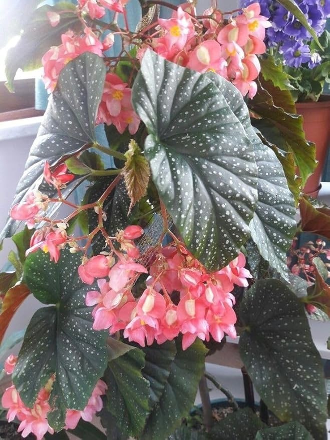 Imported Drooping Begonia For Your Home & Garden pack of 2 bulbs (DARK PEACH)