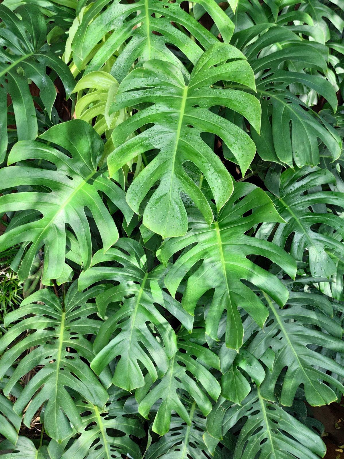 5 Organic SPLIT LEAF PHILODENDRON Monstera Deliciosa Swiss Cheese Plant Seeds