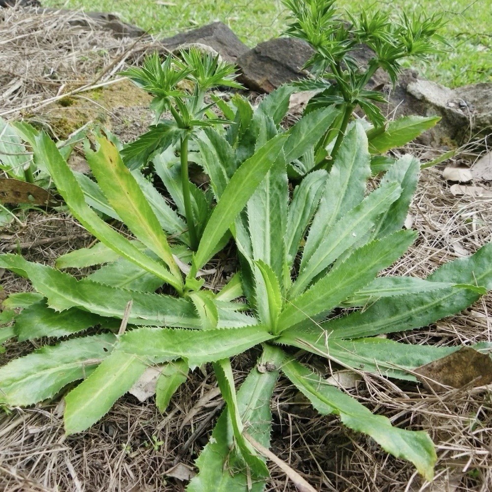 500 Culantro Seeds - Vietnamese Culantro - ngò gai - Mexican coriander , NON-GMO