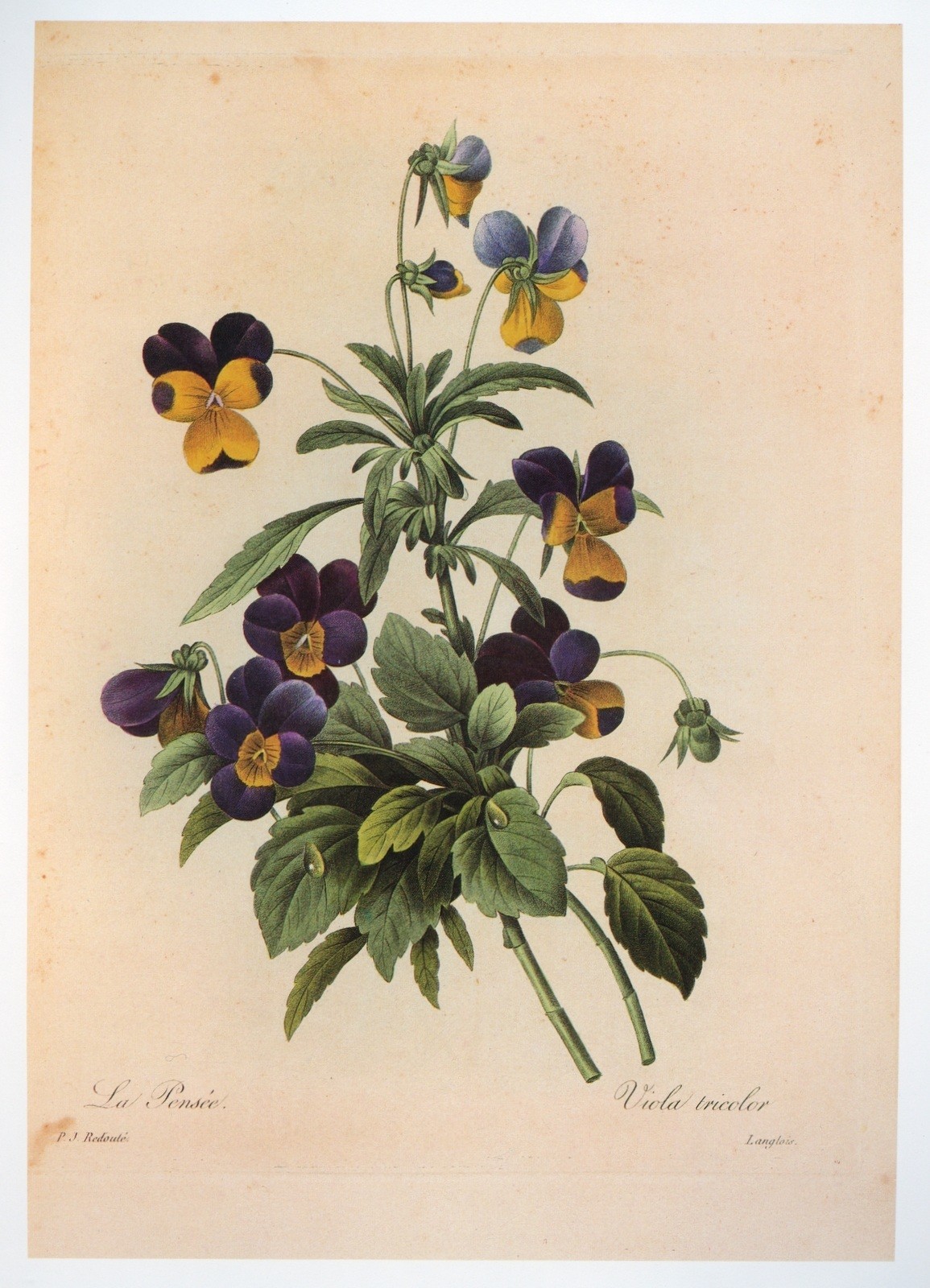 Vintage Redouté Print Purple Pansy Viola Botanical Floral Wall Art