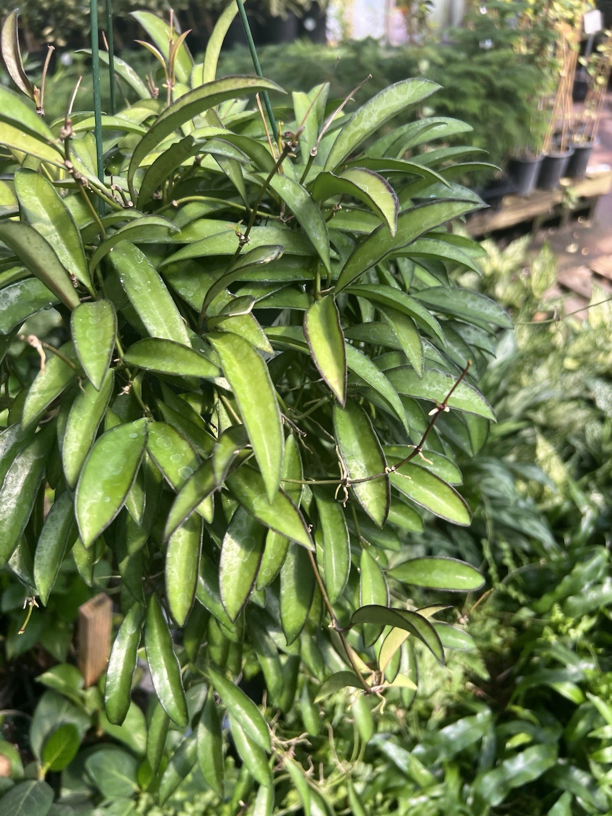 Hoya Kentiana 6inc Full - US Seller