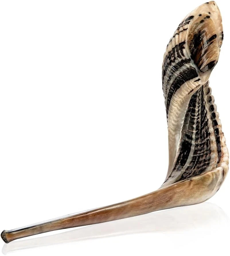 Kosher Ram Shofar Horn from Israel 12”-14 Traditional Half Polished Ram Shofa