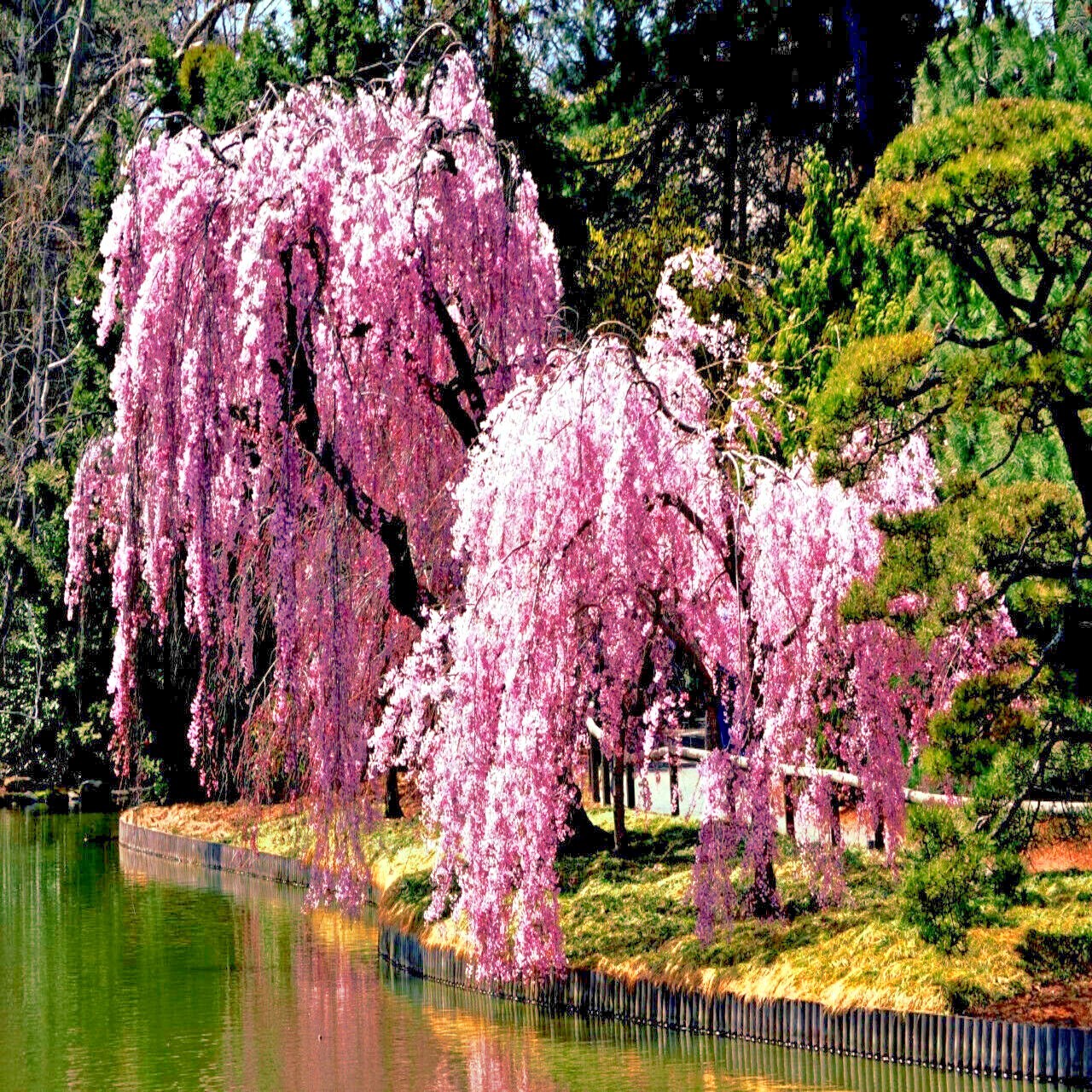 Japanese \ Japanese \