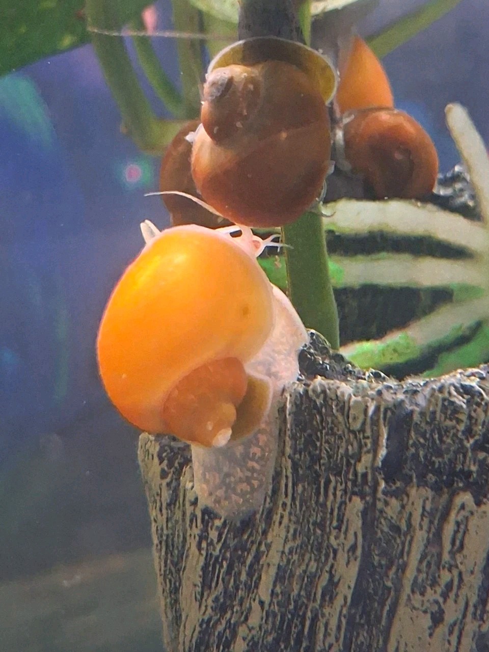 5 Live Freshwater Mystery Snails - Assorted Shell Colors - Beginner Tropical 5 Live Freshwater Mystery Snails - Assorted Shell Colors - Beginner Tropical