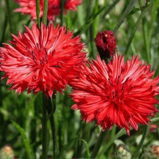 Tall Red Cornflower Bachelor Button Seeds 200+ Flower USA SELLER 