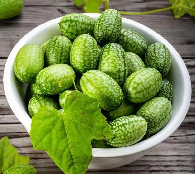20 Mouse Melon Seeds -Cucamelon (Melothria Scabra) Mexican Sour Gherkin Non GMO
