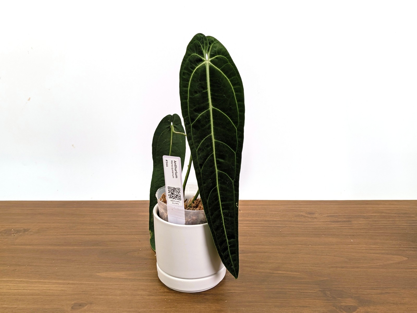 Anthurium Warocqueanum - Dark & Narrow - Pick Your Exact Plant (#36) Anthurium Warocqueanum - Dark & Narrow - Pick Your Exact Plant (#36)