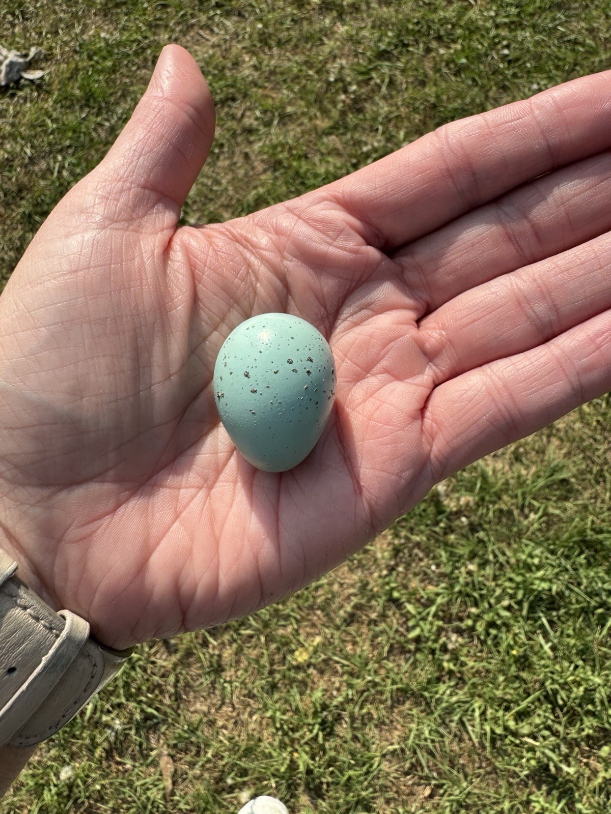 15+ RARE Celadon Coturnix Quail Hatching Eggs NPIP AI Free 15+ RARE Celadon Coturnix Quail Hatching Eggs NPIP AI Free