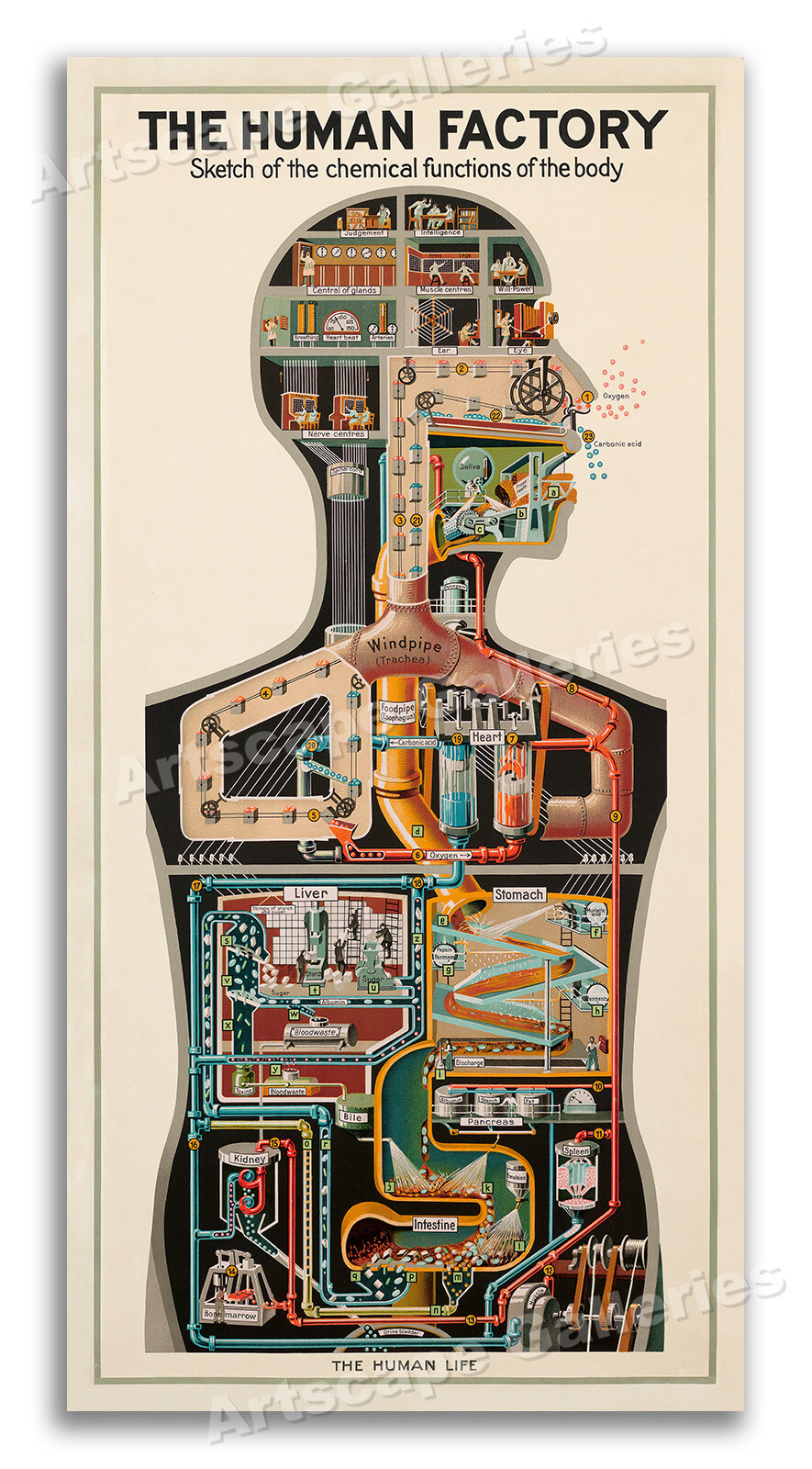 1931 The Human Factory - Vintage Industrial Anatomy Poster - 12x24
