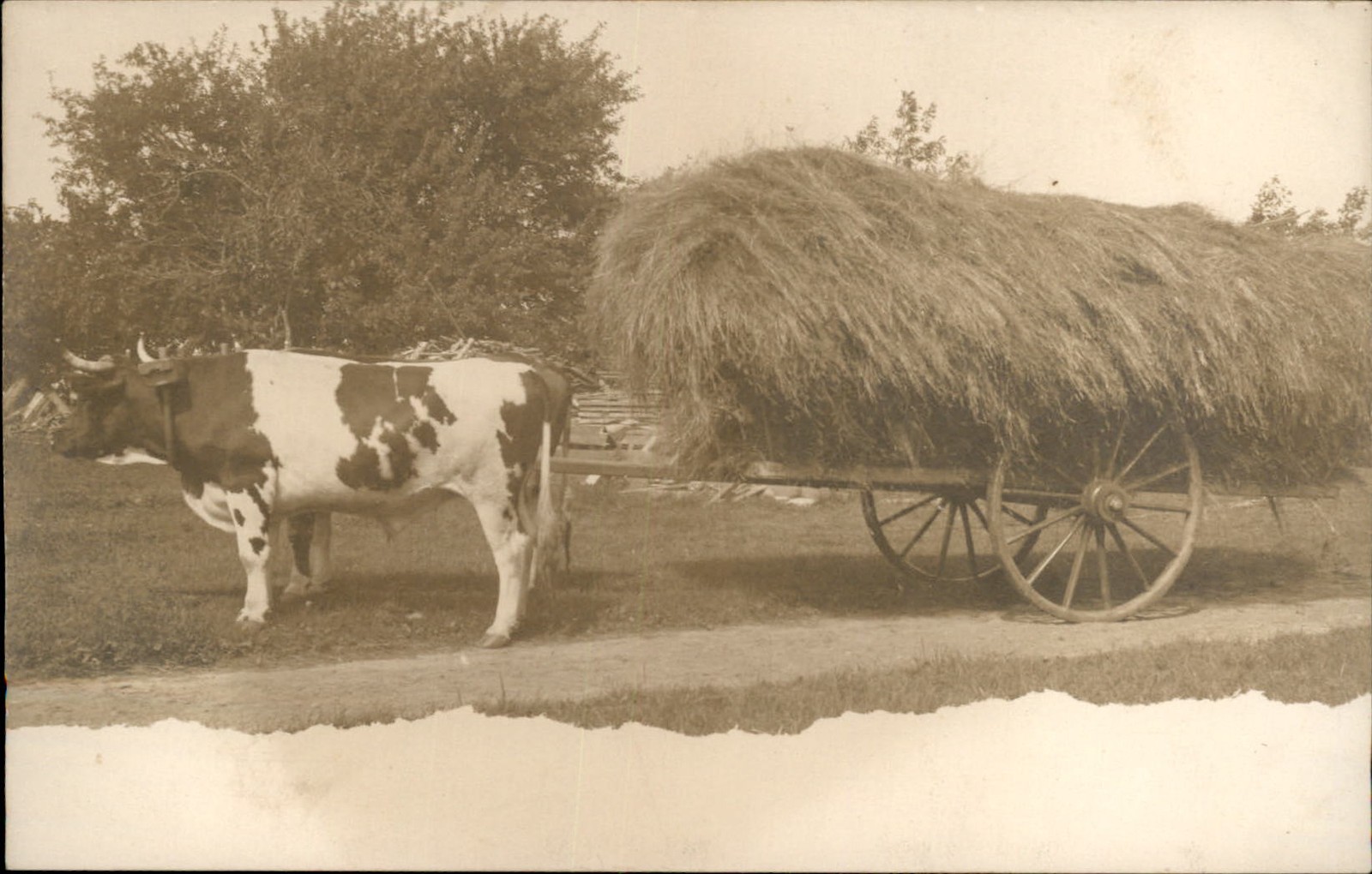 North Sutton New Hampshire NH Beautiful Oxen Cart Hay Wagon c1905 RPPC Postcard North Sutton New Hampshire NH Beautiful Oxen Cart Hay Wagon c1905 RPPC Postcard