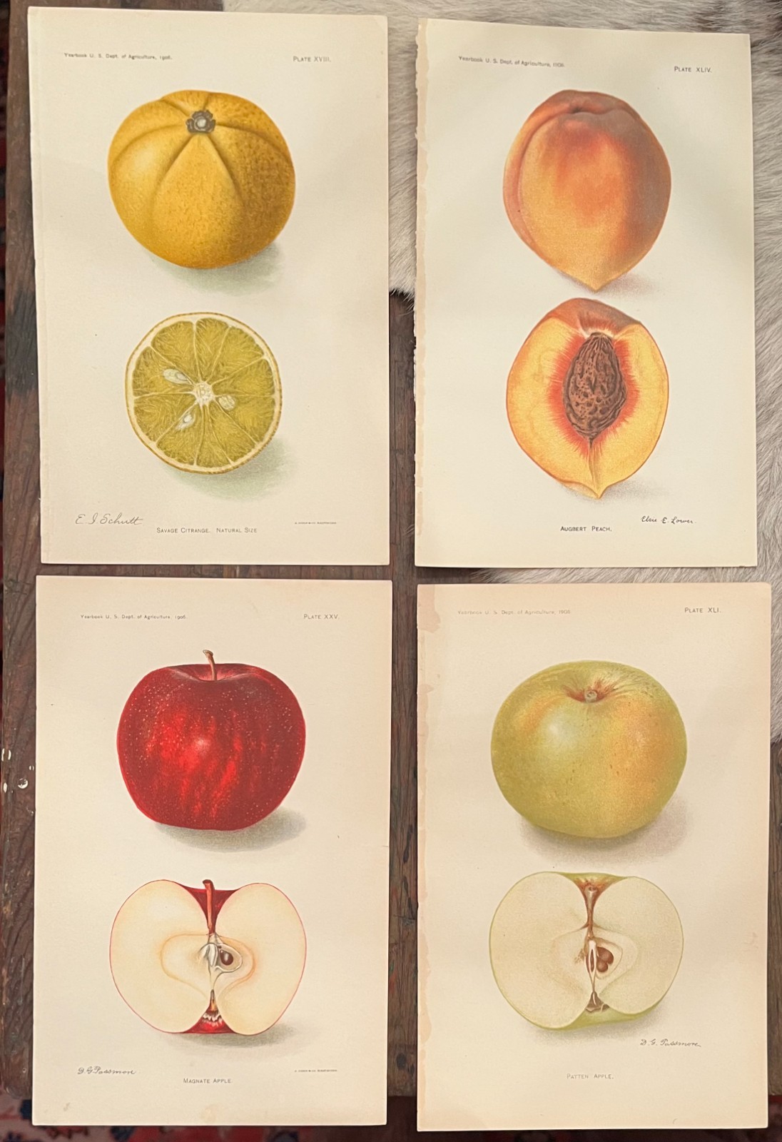 Antique 1906 1908 USDA Fruit Botanical Prints Passmore Apple Peach Set of 4