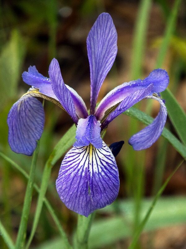 Wild Iris Bare-root (Iris cristata - Dwarf Crested Iris) Wild Iris Bare-root (Iris cristata - Dwarf Crested Iris)