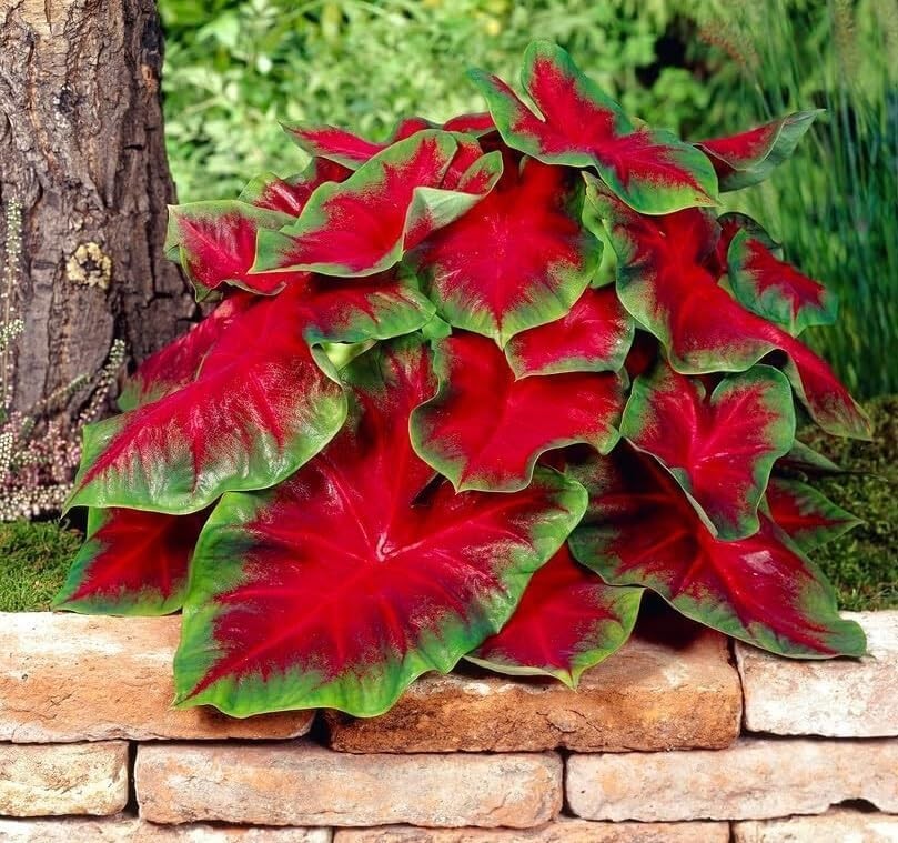 Florida Cardinal Caladium Bulbs for Planting  Perennial Hosta  Heart Shaped E...