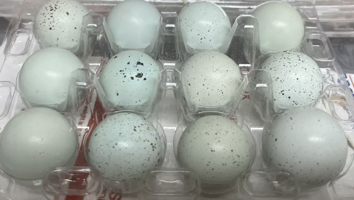 3 Dozen Celadon + 1 Dozen Hatching Eggs Free NPIP/AI CLEAN. 3 Dozen Celadon + 1 Dozen Hatching Eggs Free NPIP/AI CLEAN.