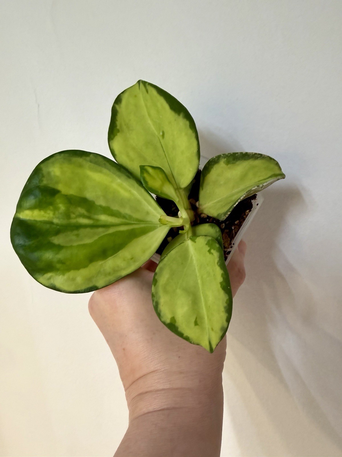 Hoya Pachyclada Inner Variegated Highly Variegated Rare Hoya Rooted Exact Plant
