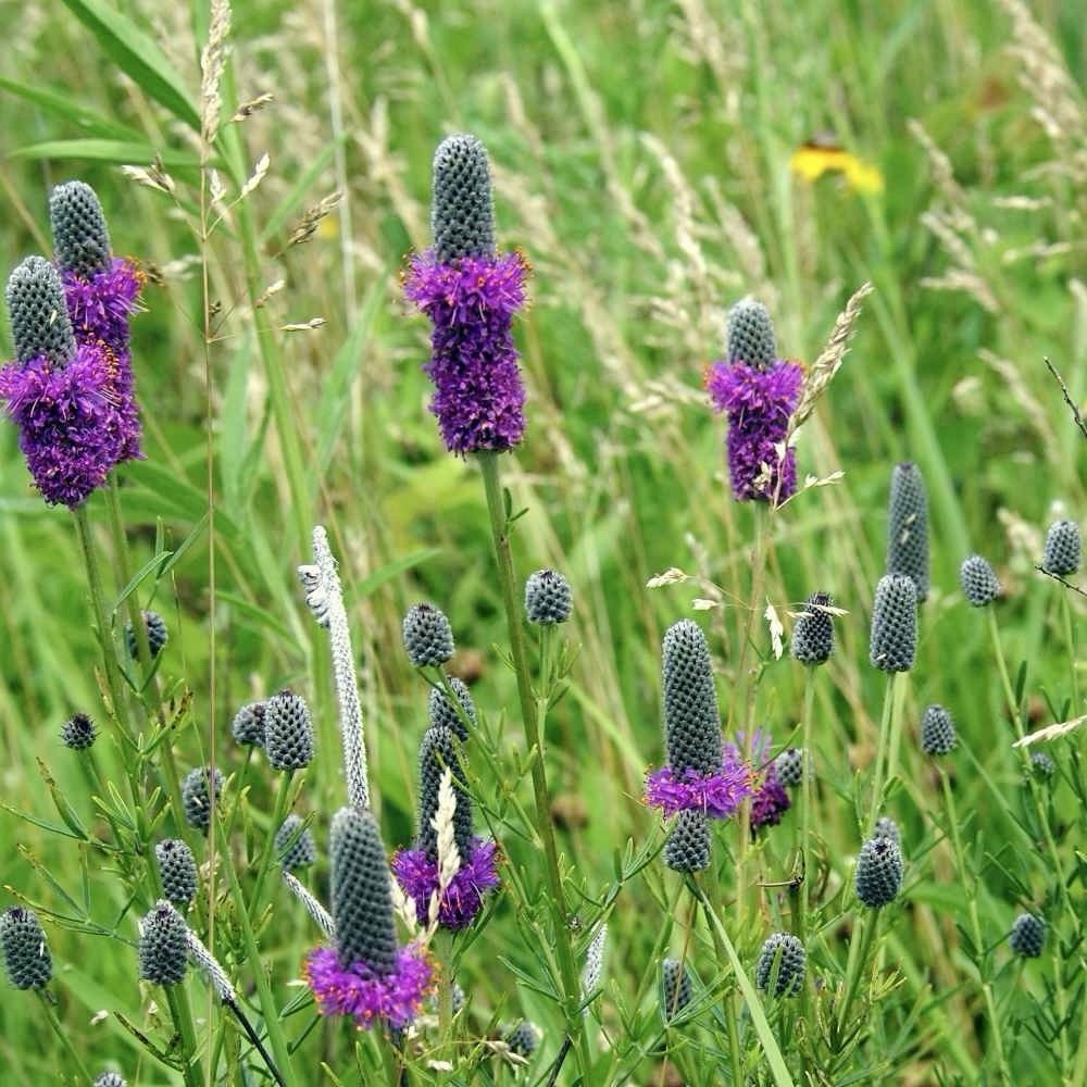 1000+ Prairie Clover Seeds - Purple | Honey Bees Pollinators PERENNIAL Non-GMO