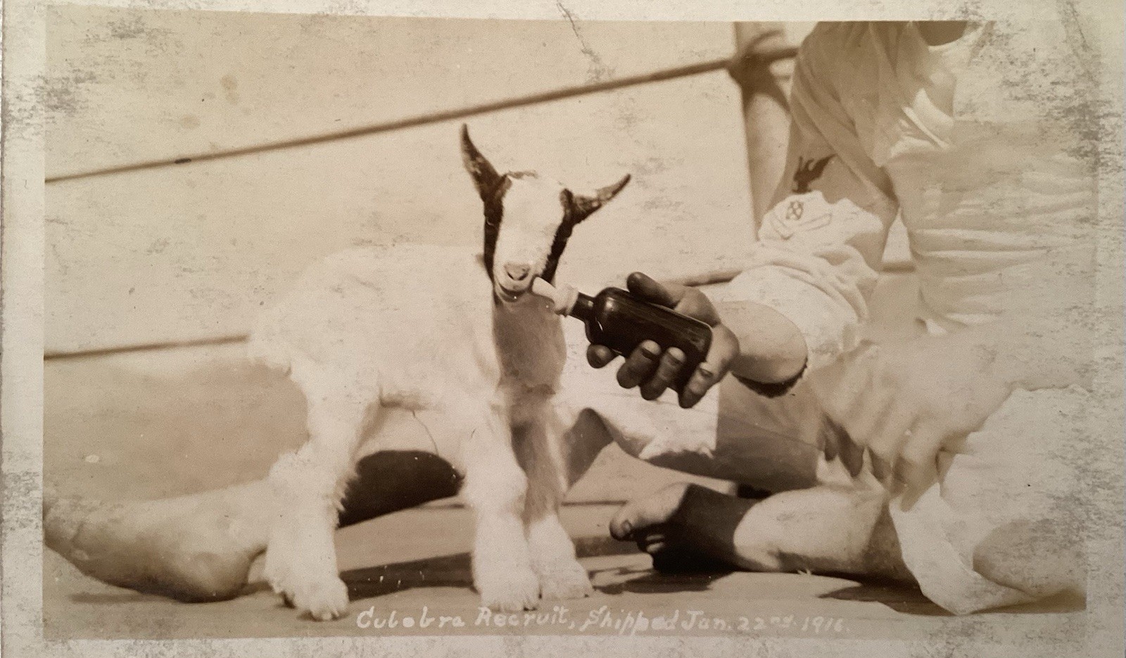 1916 WWI US Navy USS UTAH Goat Mascot RPPC Real Photo Postcard 1916 WWI US Navy USS UTAH Goat Mascot RPPC Real Photo Postcard
