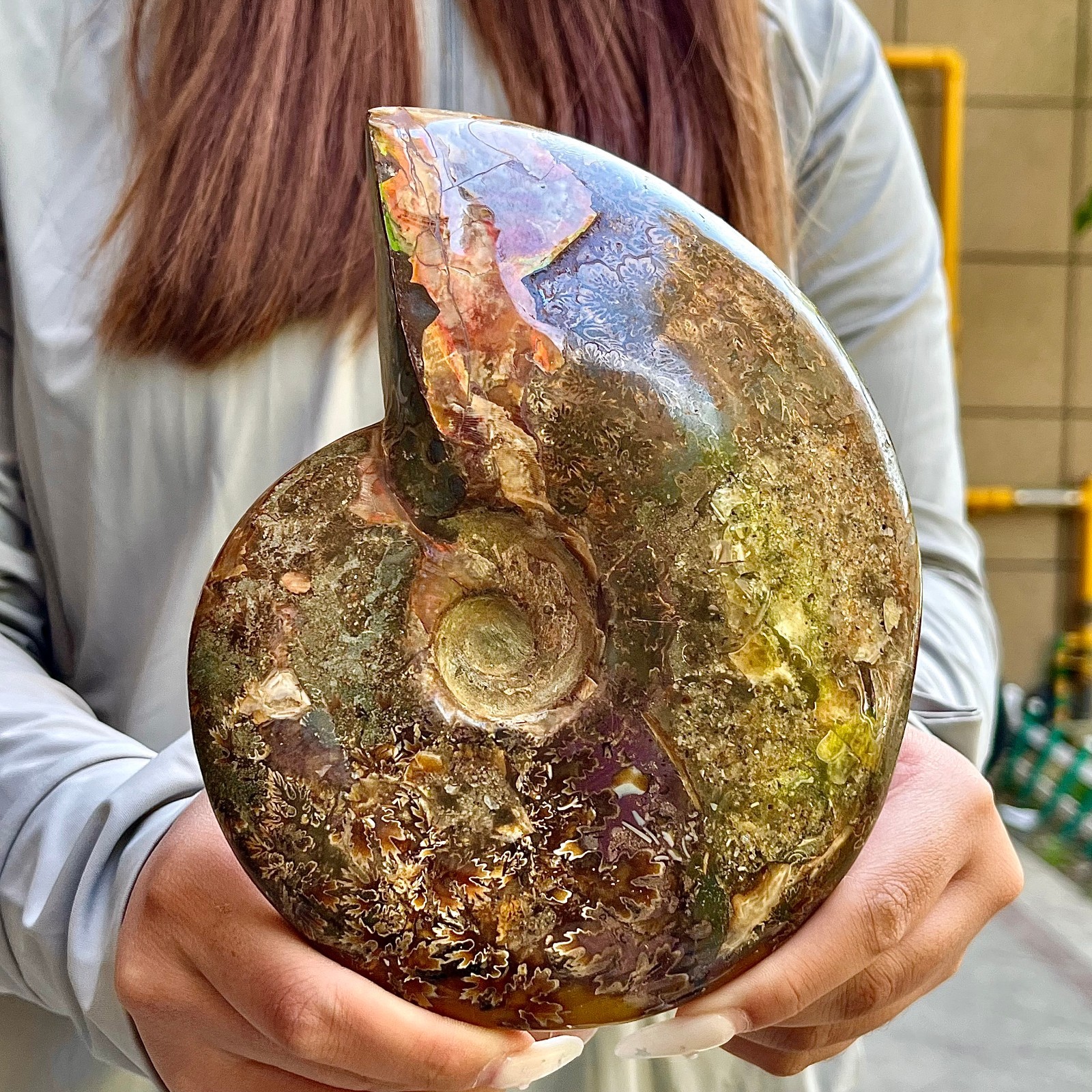2.53LB  Rare natural polished Natural conch fossil specimens of Madagascar