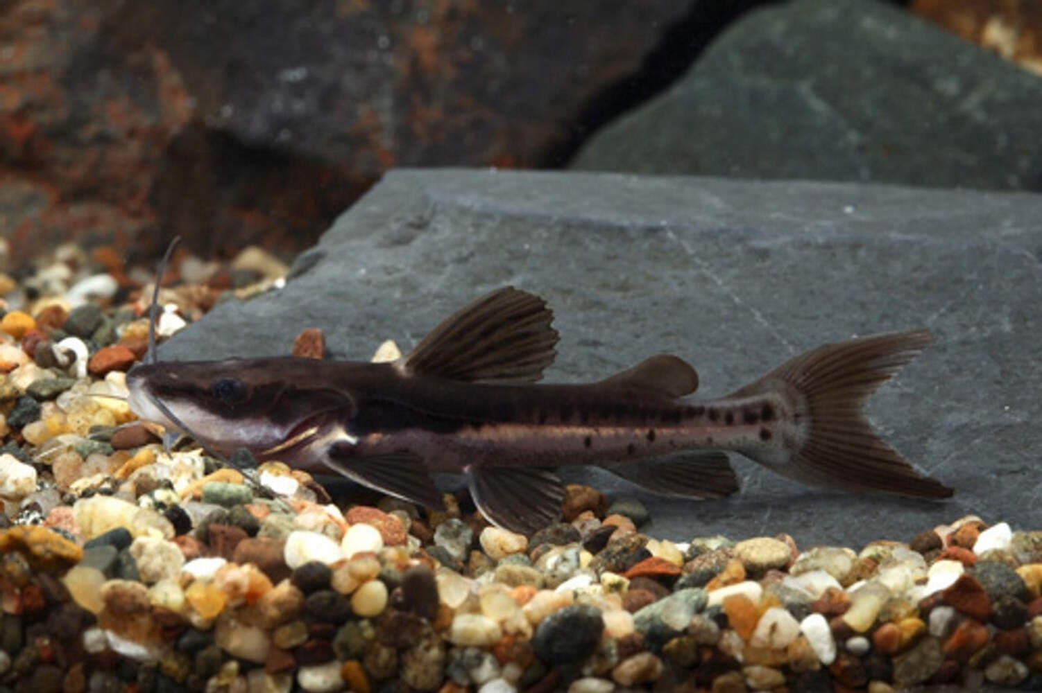 Redtail × Tiger Shovelnose Hybrid Catfish 2–3” – Live Freshwater Predator