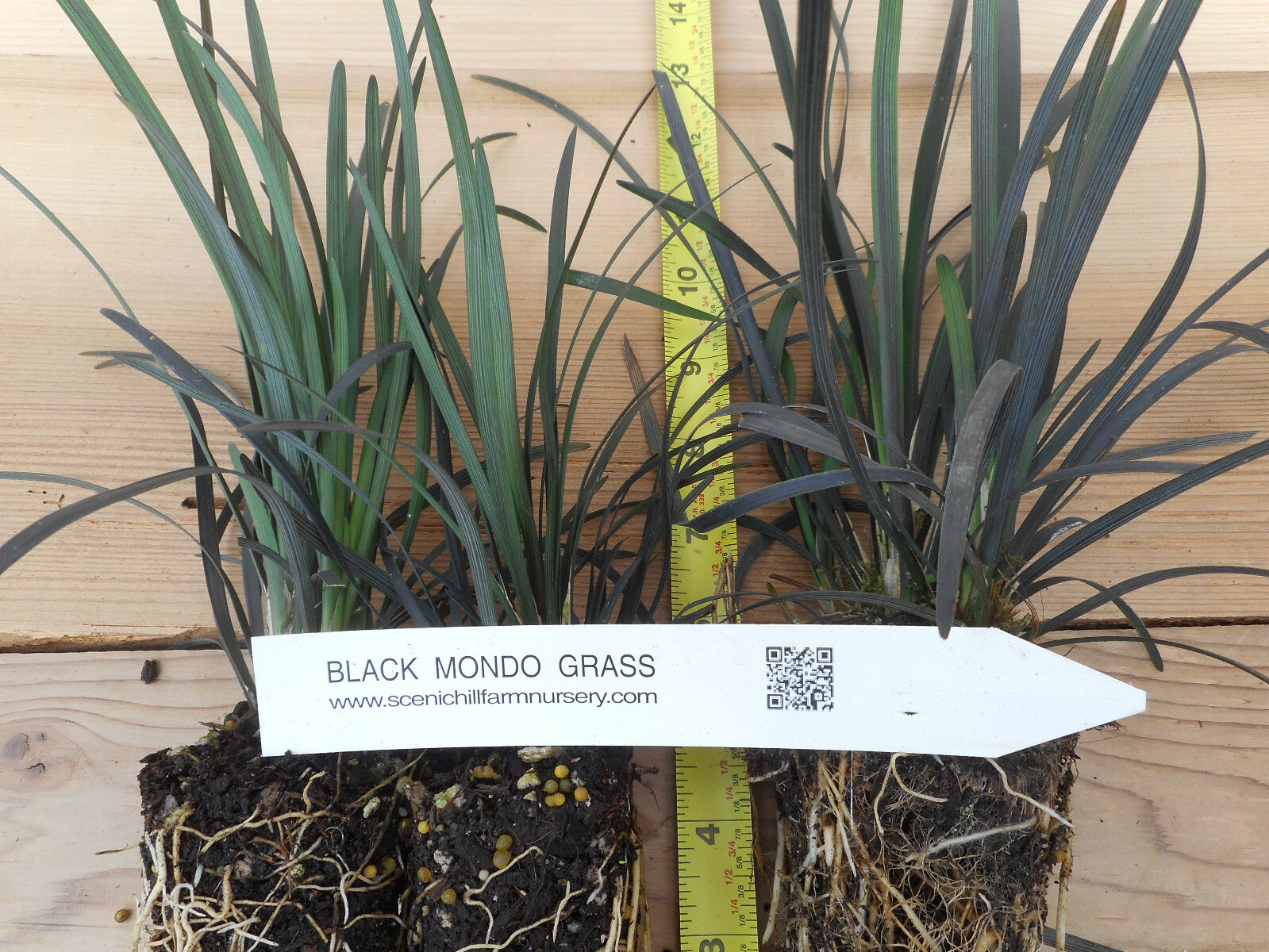 Black Mondo Grass potted plants - (Ophiopogon planiscapus Nigrescens) Black Mondo Grass potted plants - (Ophiopogon planiscapus Nigrescens)