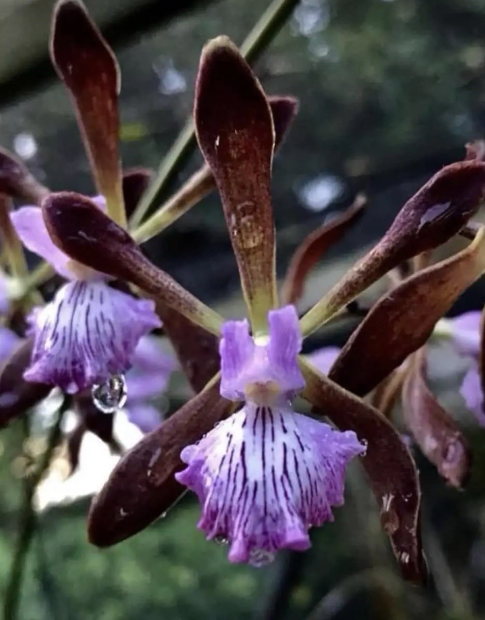 Encyclia Randy Jamaican X Orchid Jungle BS Fragrant Orchid Eros Hybrid 4” Pot