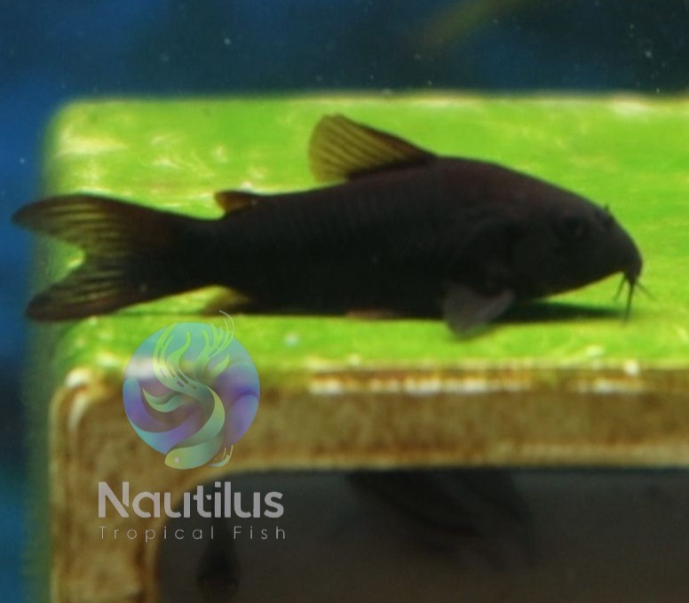 Black Venezuelan Cory -We combine shipping Tank Bred