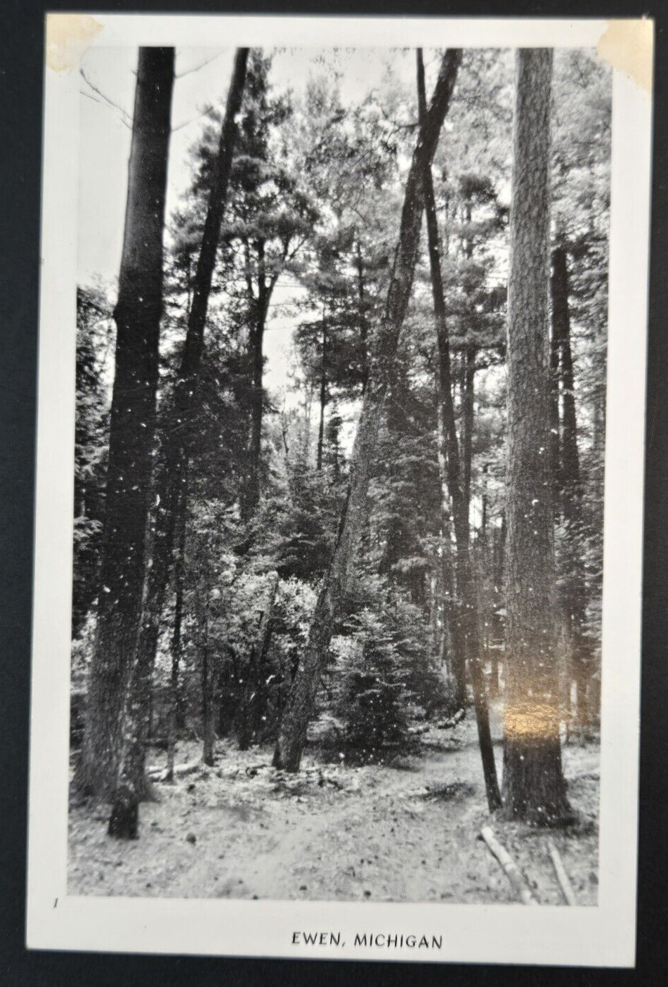 Vintage B&W RPPC Postcard North Woods Postal Views Ewen Michigan Trees in Woods Vintage B&W RPPC Postcard North Woods Postal Views Ewen Michigan Trees in Woods
