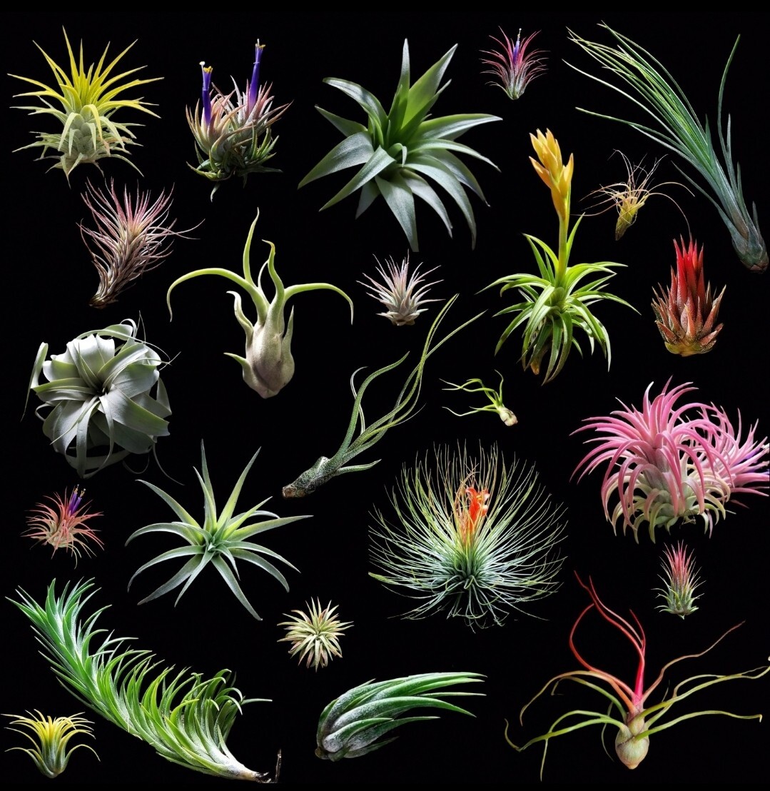 10 Pack Air Plant Mix - Premium High Quality Healthy Air Plants
