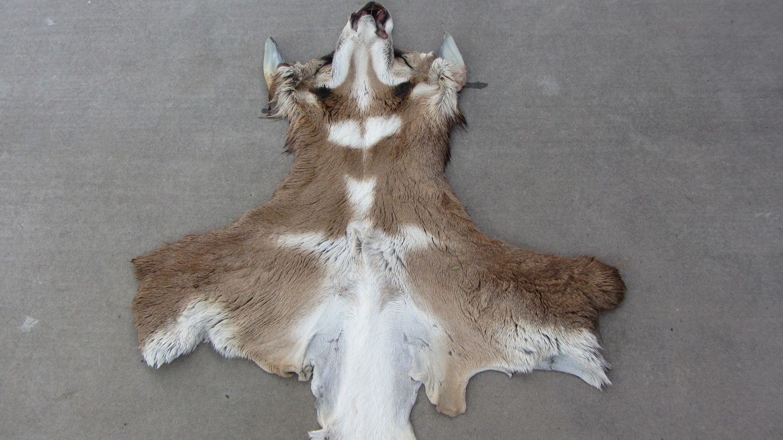 Pronghorn Antelope Cape - Taxidermy
