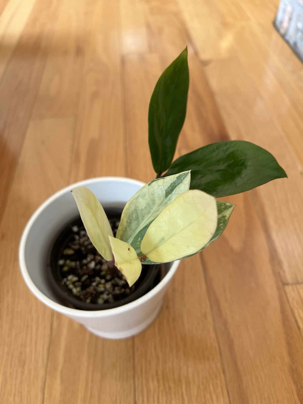 Rare Variegated  ZZ ZAMIOCULCAS WHITE CREAM Starter 4inch Pot Beautiful