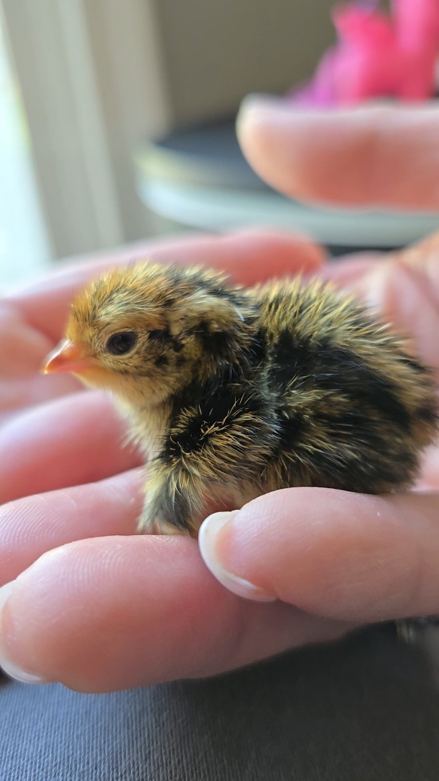 24 Fresh Coturnix Quail Hatching Eggs | Fertile Eggs | High Hatch Rate”
