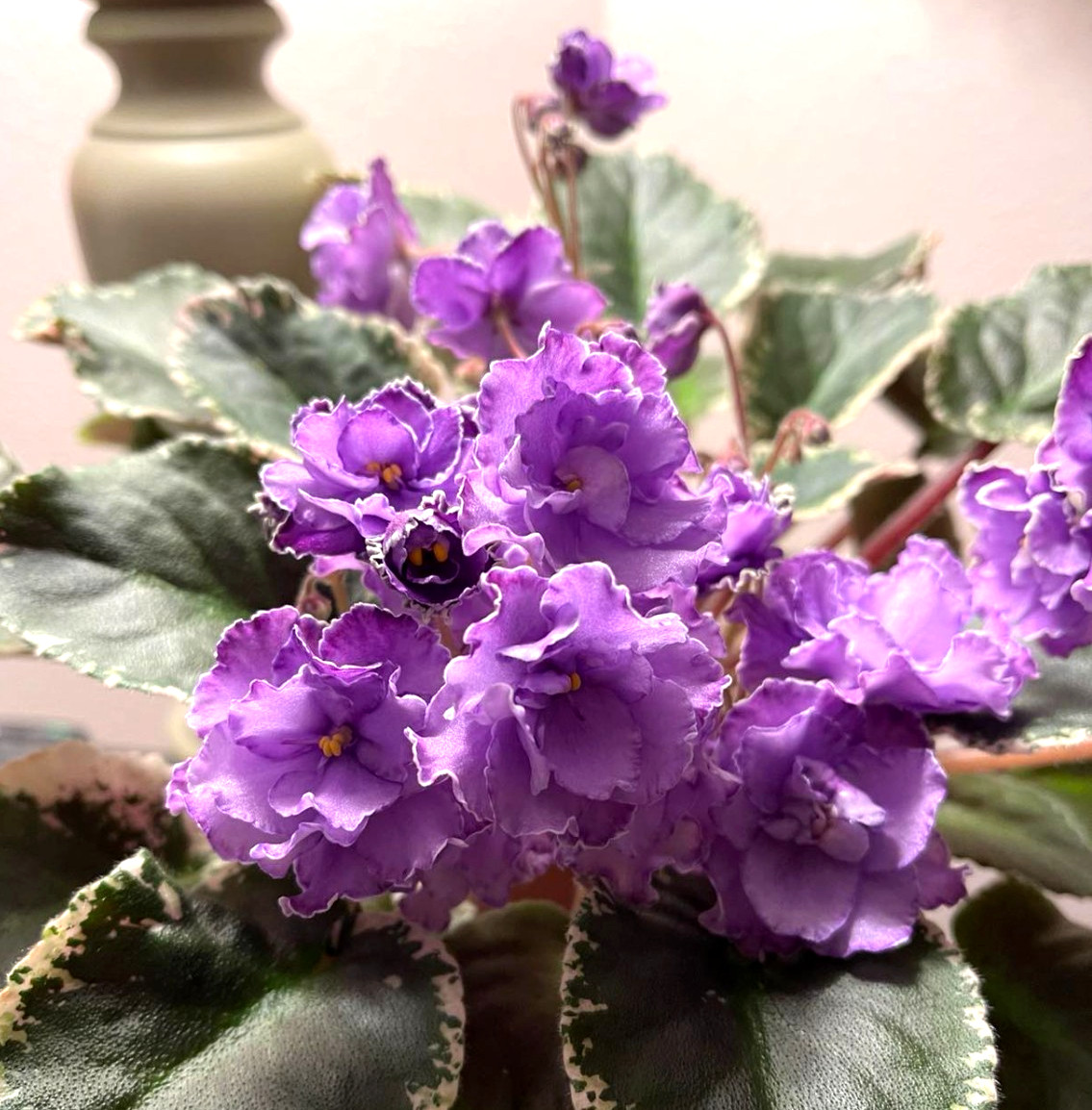 2 African Violet Leaves ~ * HUNTER\'S MOMMA JO * ~ 2 African Violet Leaves ~ * HUNTER\'S MOMMA JO * ~