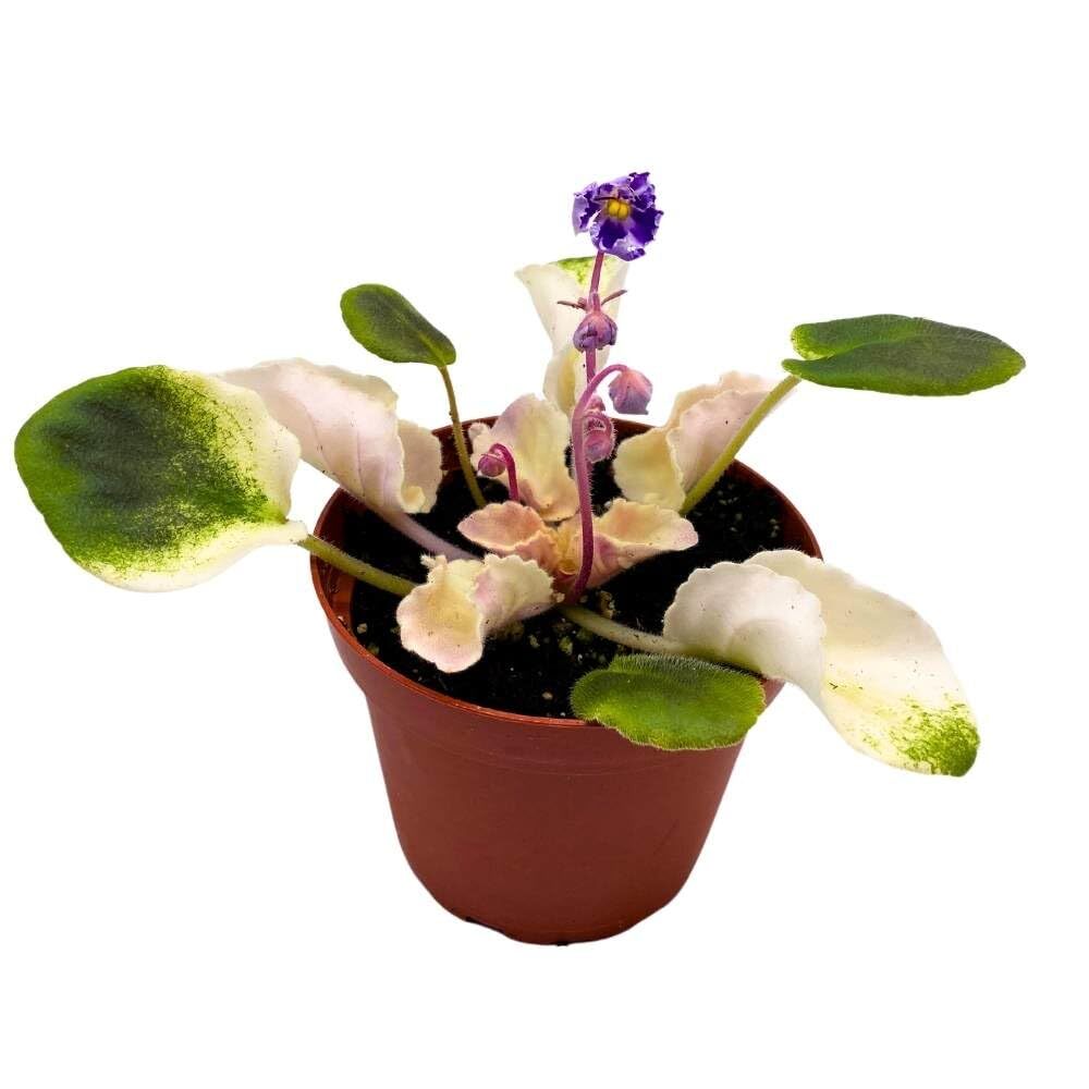 Harmony's Purple Passion Variegated African Violet, 4 inch, Purple Flower Saintp Harmony's Purple Passion Variegated African Violet, 4 inch, Purple Flower Saintp
