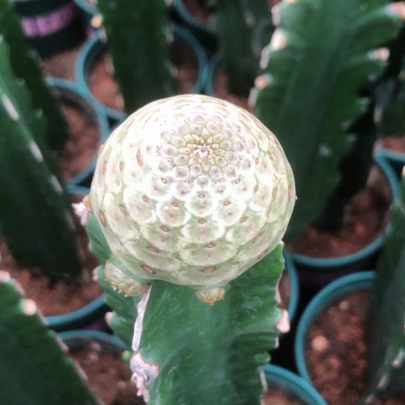 4-5CM Succulent Cactus Euphorbia Turbiniformis Grafting Home Garden Height 25cm