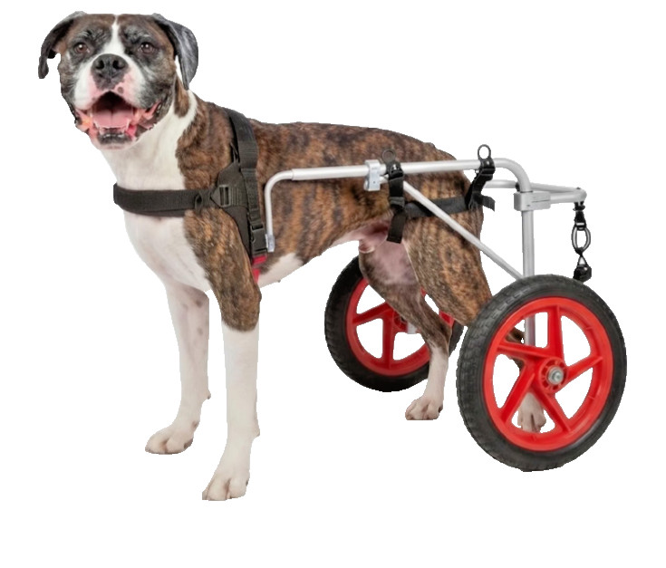 Extra Large Best Friend Mobility Elite XL Dog Wheelchair Rear Support Cart Extra Large Best Friend Mobility Elite XL Dog Wheelchair Rear Support Cart
