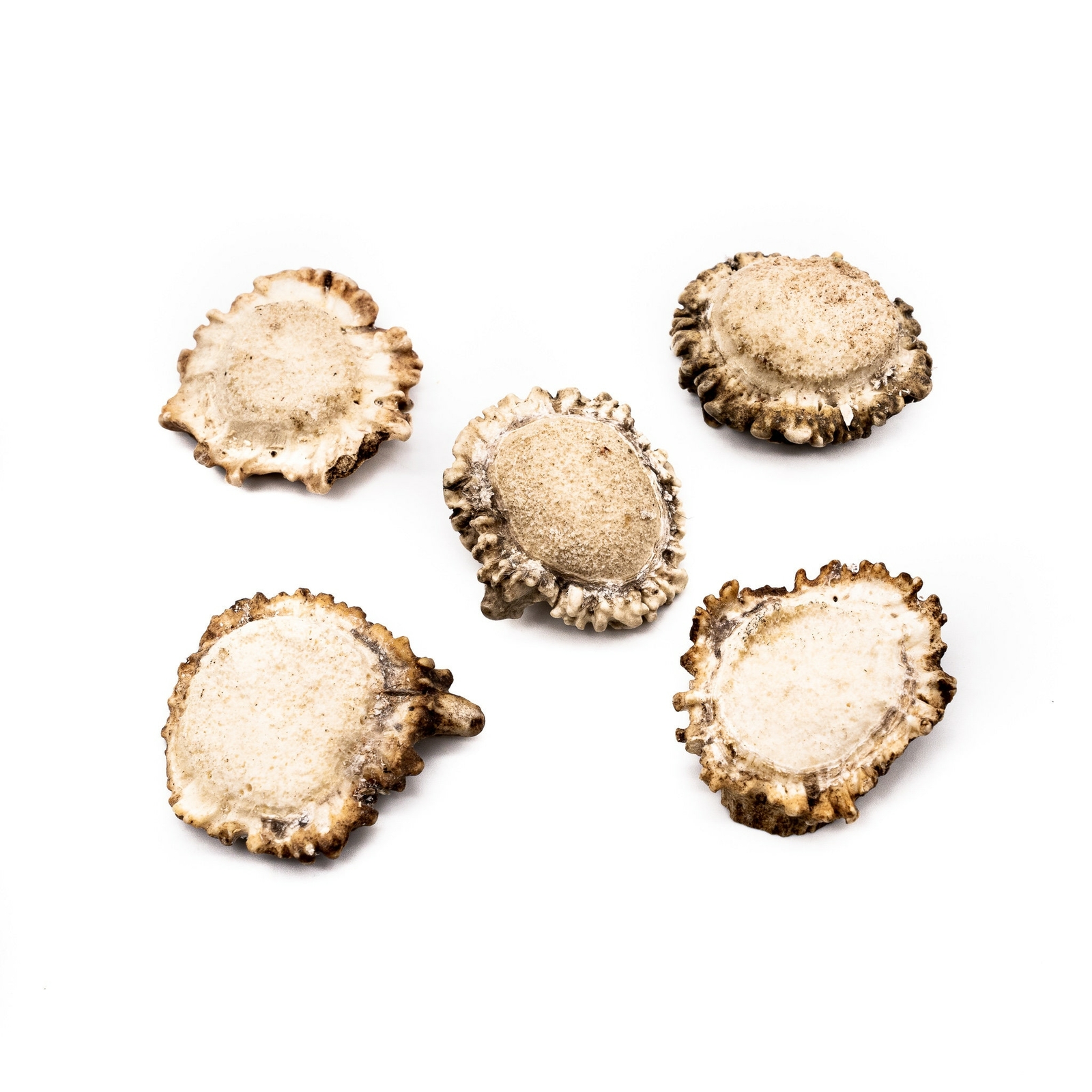 5 ct Large Deer Shed Antler Burrs 1 1/2 5 ct Large Deer Shed Antler Burrs 1 1/2