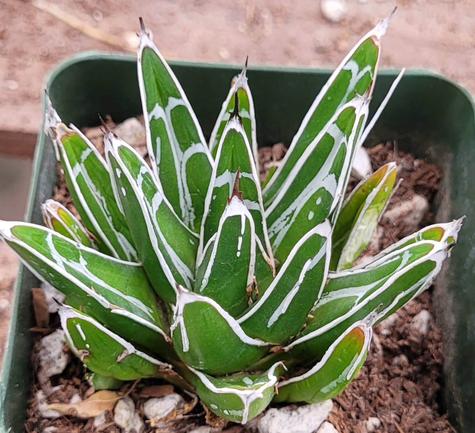 Agave Victoriae-Reginae \ Agave Victoriae-Reginae \