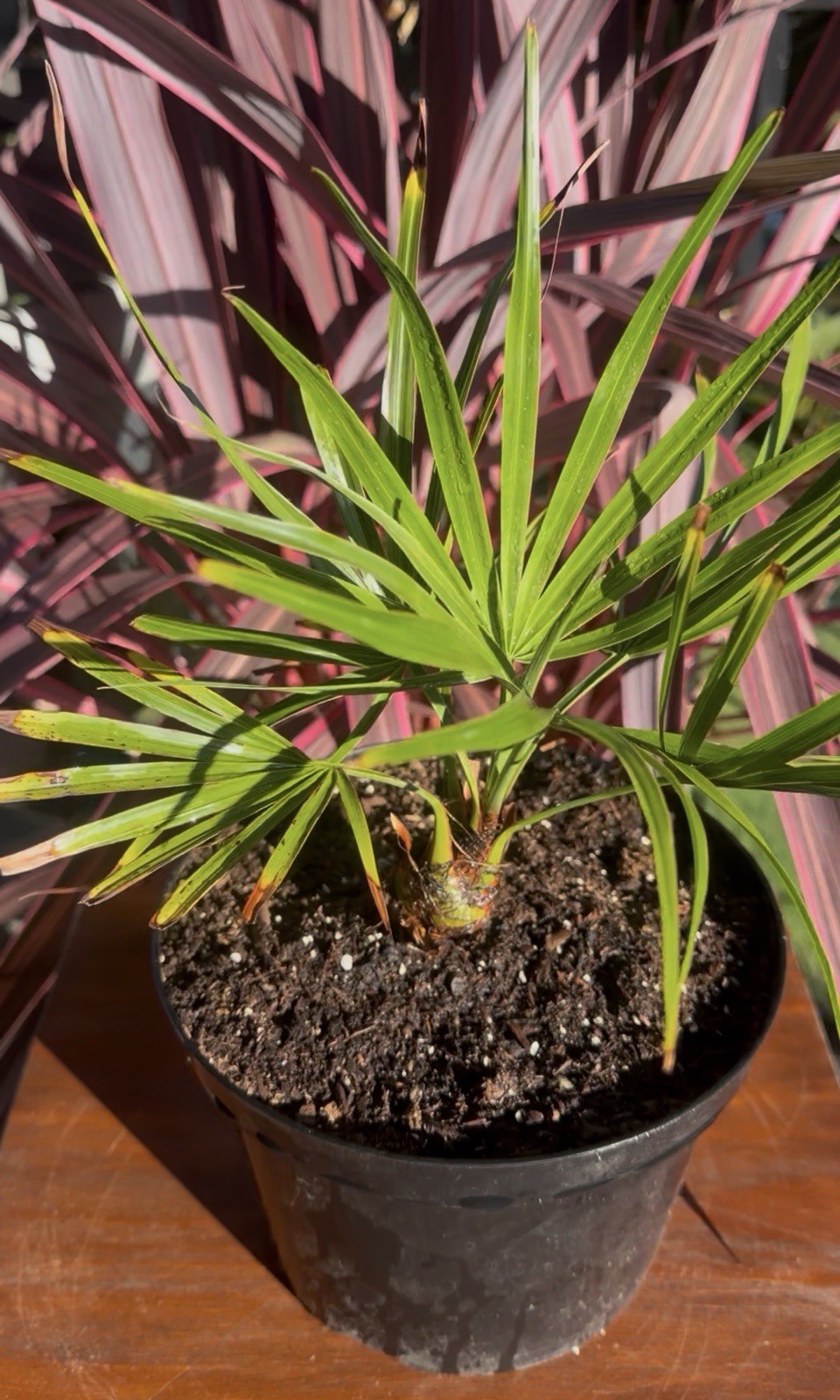 Brahea Moorei - Cold Hardy 10F - LIVE - Rare - Dwarf Rock Palm Tree - Tropical
