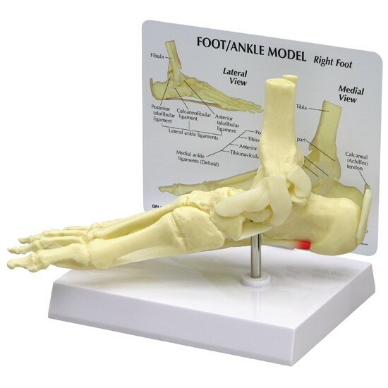 Foot Ankle w Plantar Fasciitis Anatomical Model GPI LFA#1980  VIDEO Make Offer